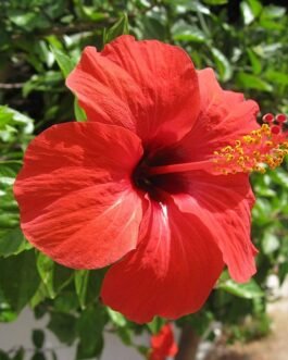 hibiscus