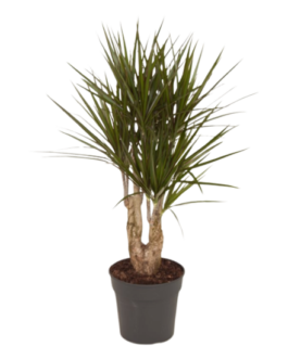 Dracaena