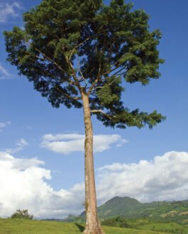 ceiba pentandra