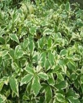 duranta variegated